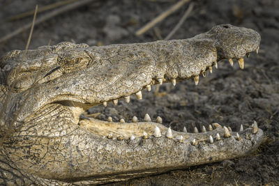 Close-up of crocodile