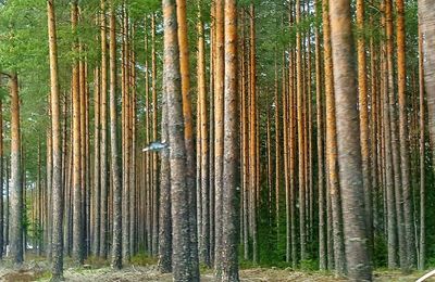 Pine trees in forest