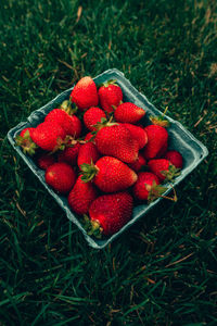 High angle view of strawberries on field