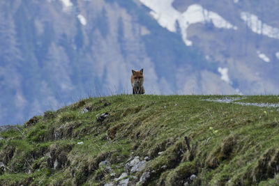 View of a fox on a land