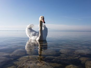 Swan on sea against clear sky