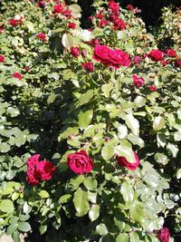 Close-up of pink flowers blooming outdoors