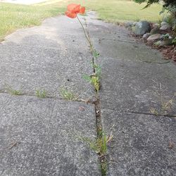 Close-up of plant growing outdoors