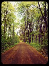 Road passing through forest