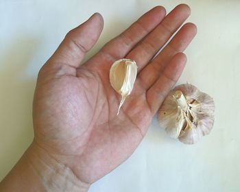 Close-up of hand holding garlic 