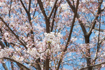 Low angle view of cherry blossom tree