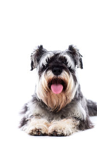 Close-up of dog over white background