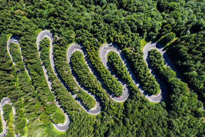 High angle view of plants growing in farm