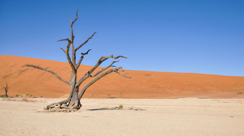 Bare tree on desert against clear blue sky