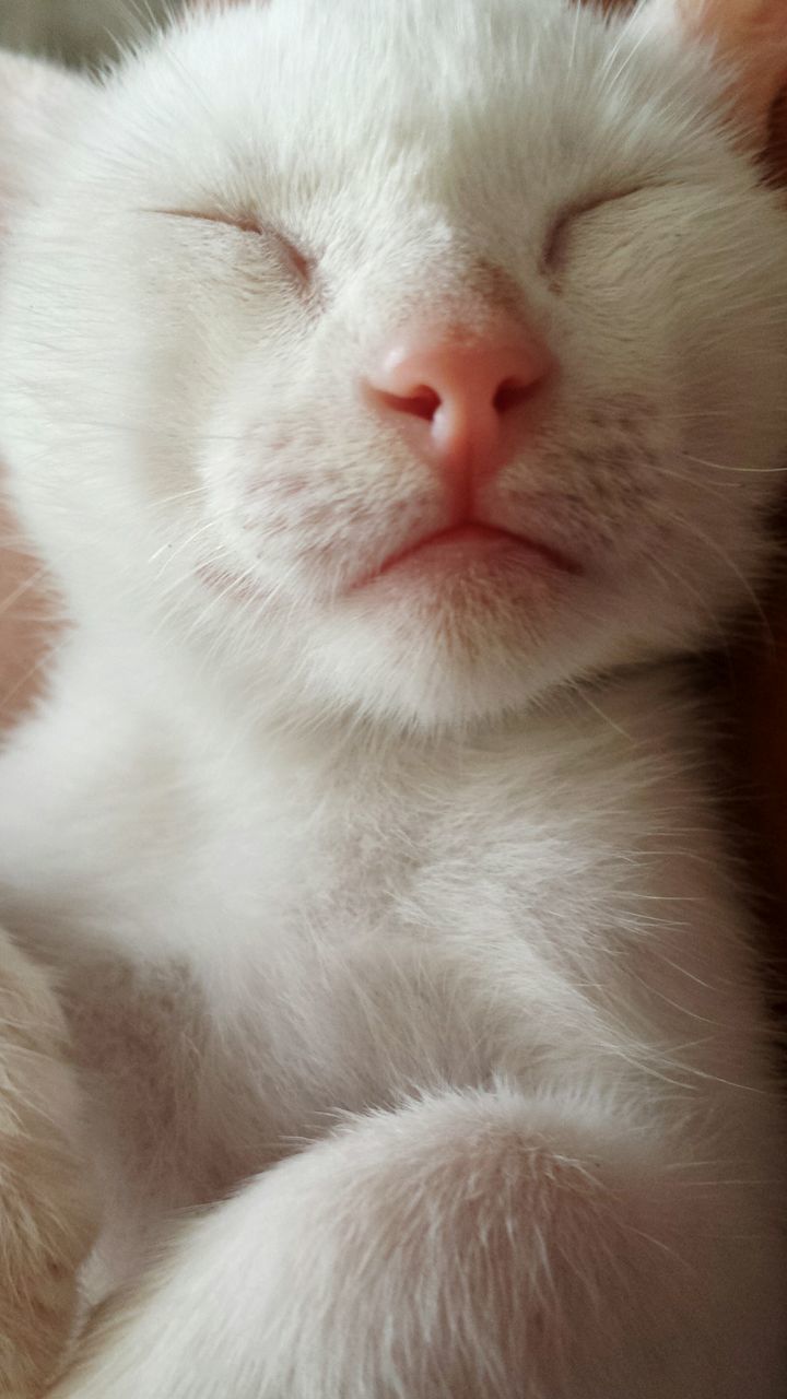 CLOSE-UP OF CAT ON BLANKET