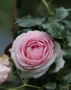 Close-up of rose bouquet