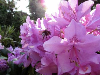 Close-up of pink flowers