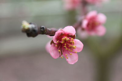 Close-up of pink flower buds