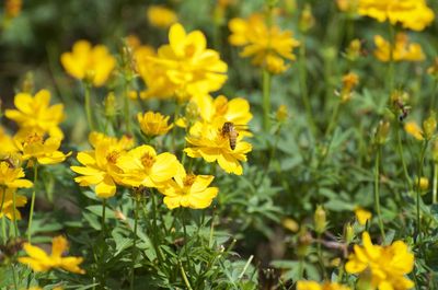 Close-up of yellow flowering plants on field