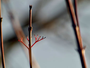 Close-up of red flowering plant