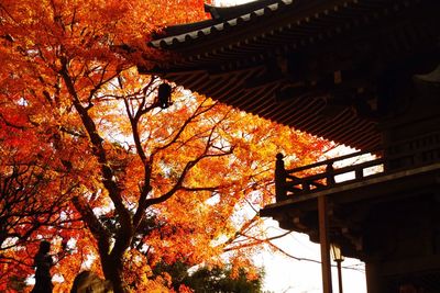 Low angle view of trees against sky during autumn