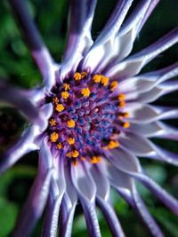 Close-up of passion flower blooming outdoors