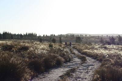 Dirt road along landscape