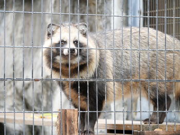 animal