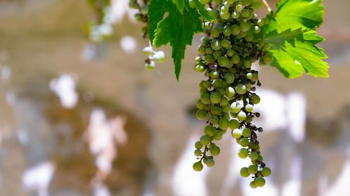 Close-up of berries growing on tree