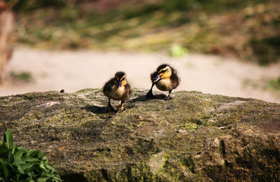 Close-up of ducklings perching on rock