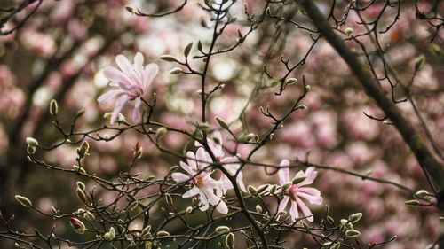 Close-up of cherry blossoms in spring