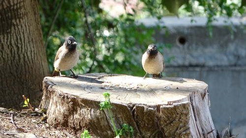Birds perching on tree stump