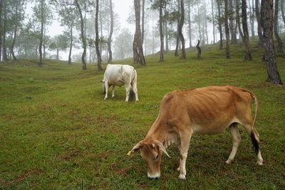 Horse grazing in a field
