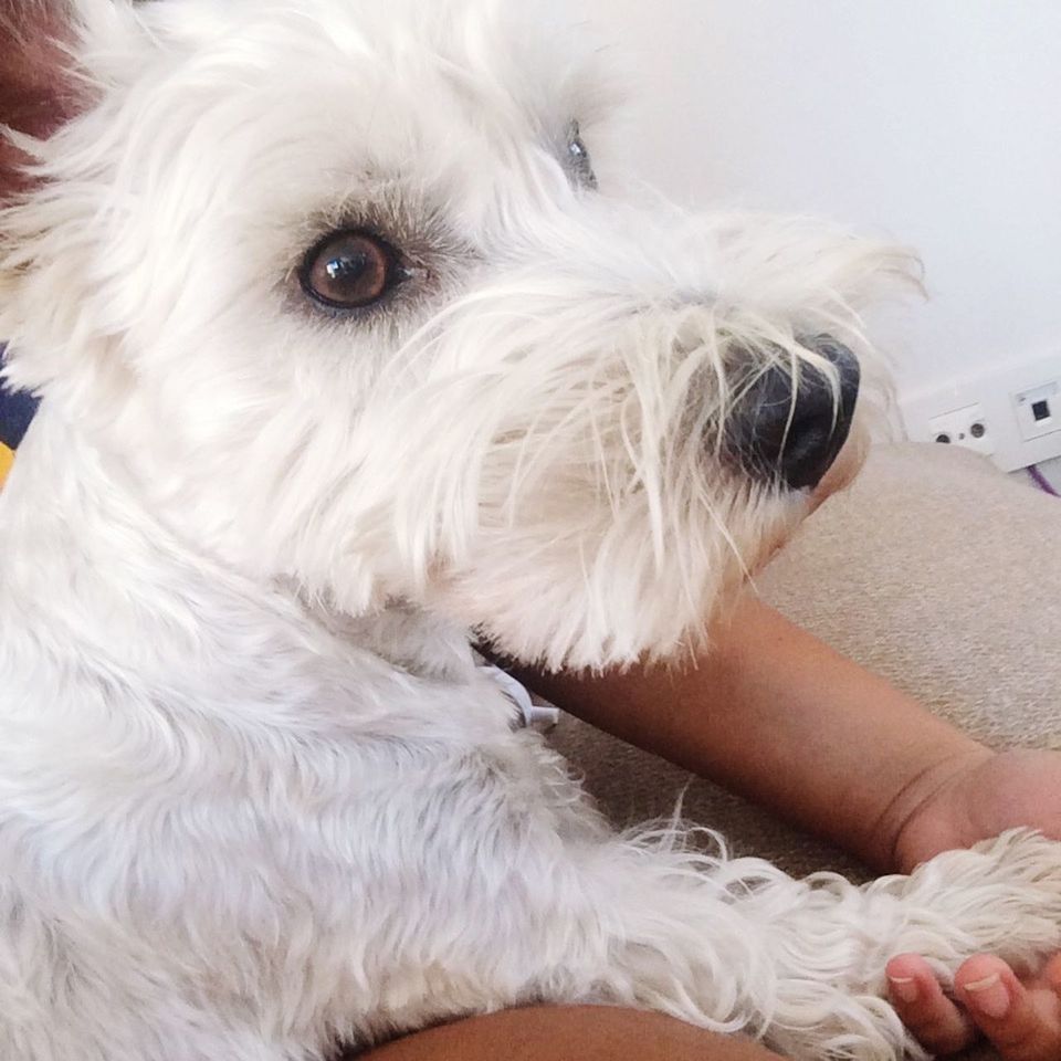 dog, pets, animal themes, domestic animals, one animal, mammal, indoors, animal hair, white color, close-up, portrait, animal head, looking at camera, loyalty, home interior, pampered pets, relaxation, puppy, cute