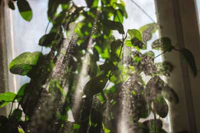 Low angle view of plants