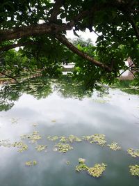 Reflection of trees in water