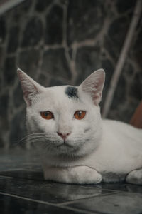 Close-up portrait of cat