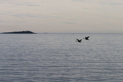 View of birds flying over sea