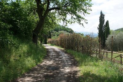 Footpath amidst trees against sky