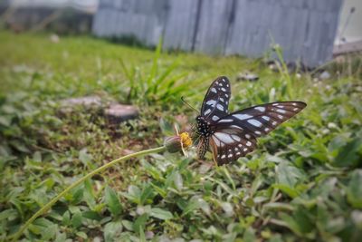 Butterfly on grass