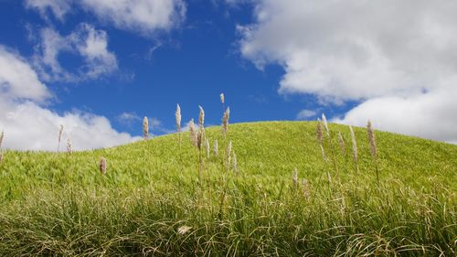 Close-up of grass in field against cloudy sky