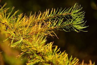 Close-up of plant