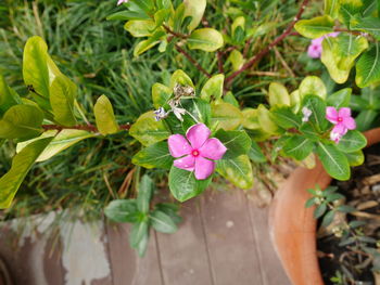 Close-up of butterfly on pink flowers