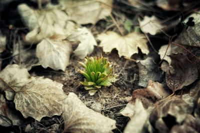 Close-up of plants