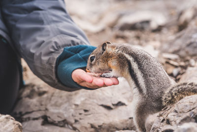 Close-up of hand feeding squirrel