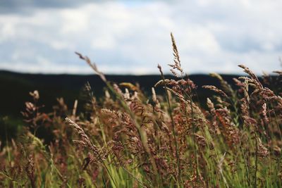 grass