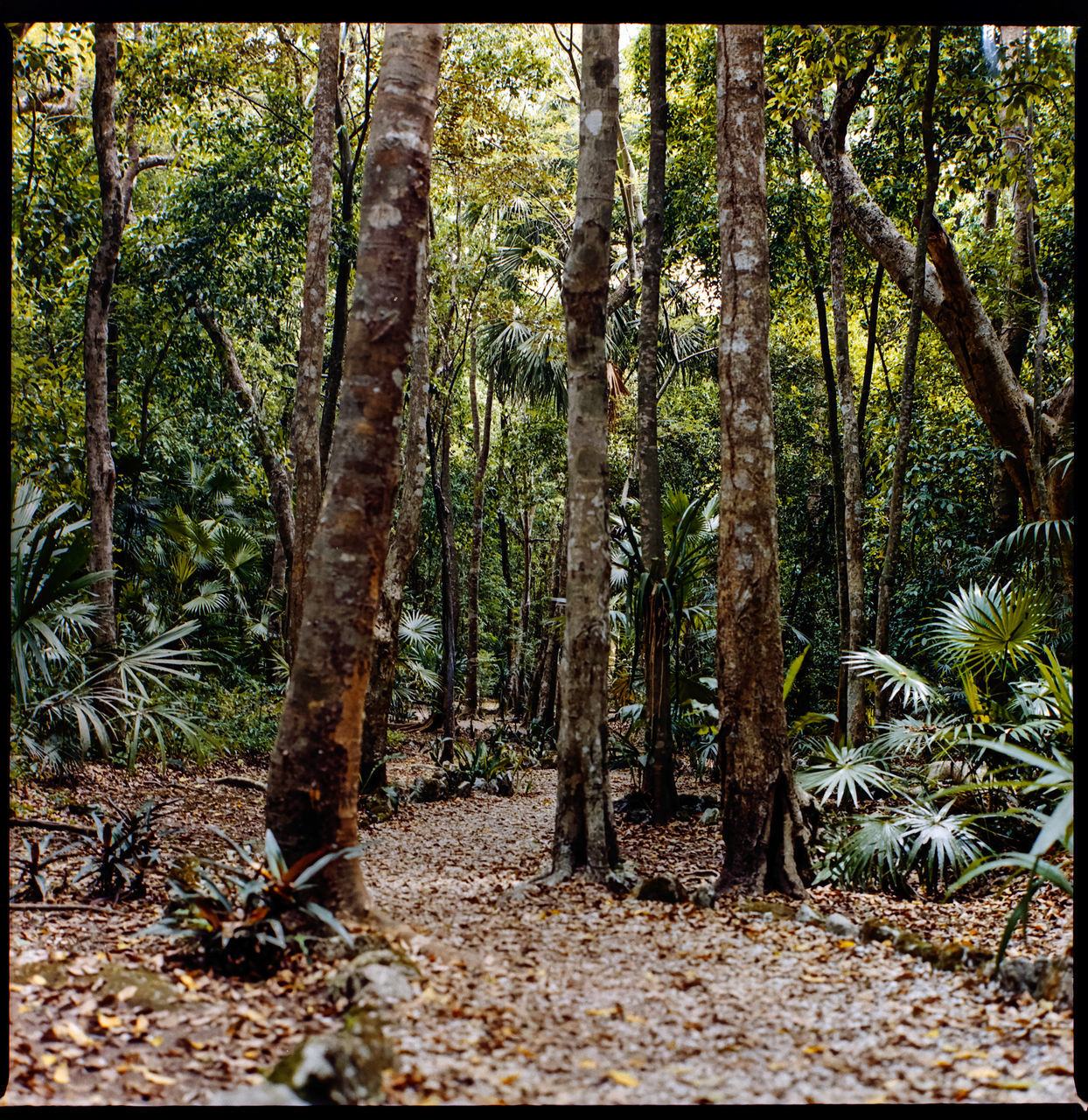 SCENIC VIEW OF FOREST