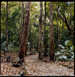 Trees in forest