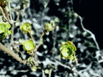 Close-up of fresh green leaf