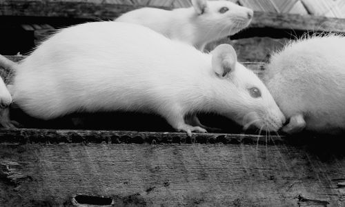 High angle view of rats on wooden pallet