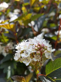 Close-up of white flowering plant