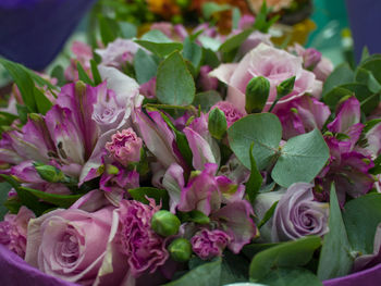 Close-up of pink flowering plant