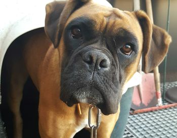 Close-up portrait of dog