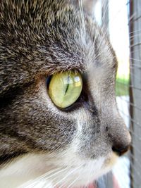 Close-up portrait of a cat