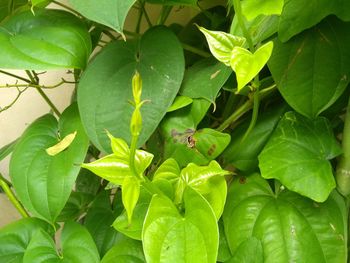 High angle view of green leaves